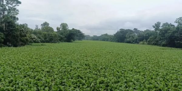 নদী নয়, এখন কচুরিপানার বন, মৃতপ্রায় শাখা ধনাগোদা নদী